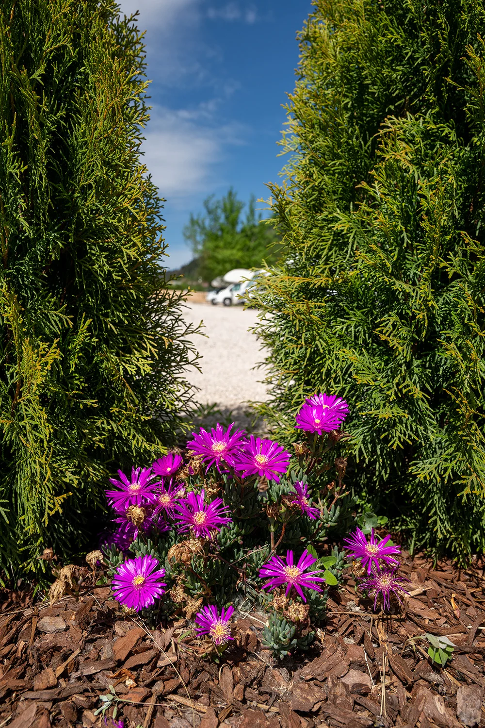 Purple flowers and green hedges framing the view of a camper van at a camper van site.